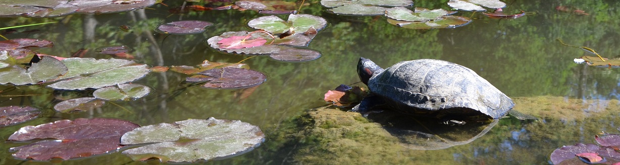 Rotwangen-Schmuckschildkröte am Bamberger Hainweiher